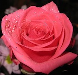 pink rose